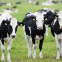 Pet and Farming Animals